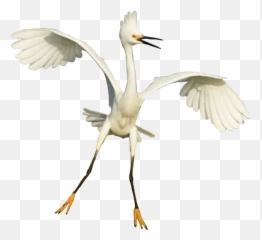 Bird Sunset Water Sea Beach Fly Up Air - Ibis Emoji