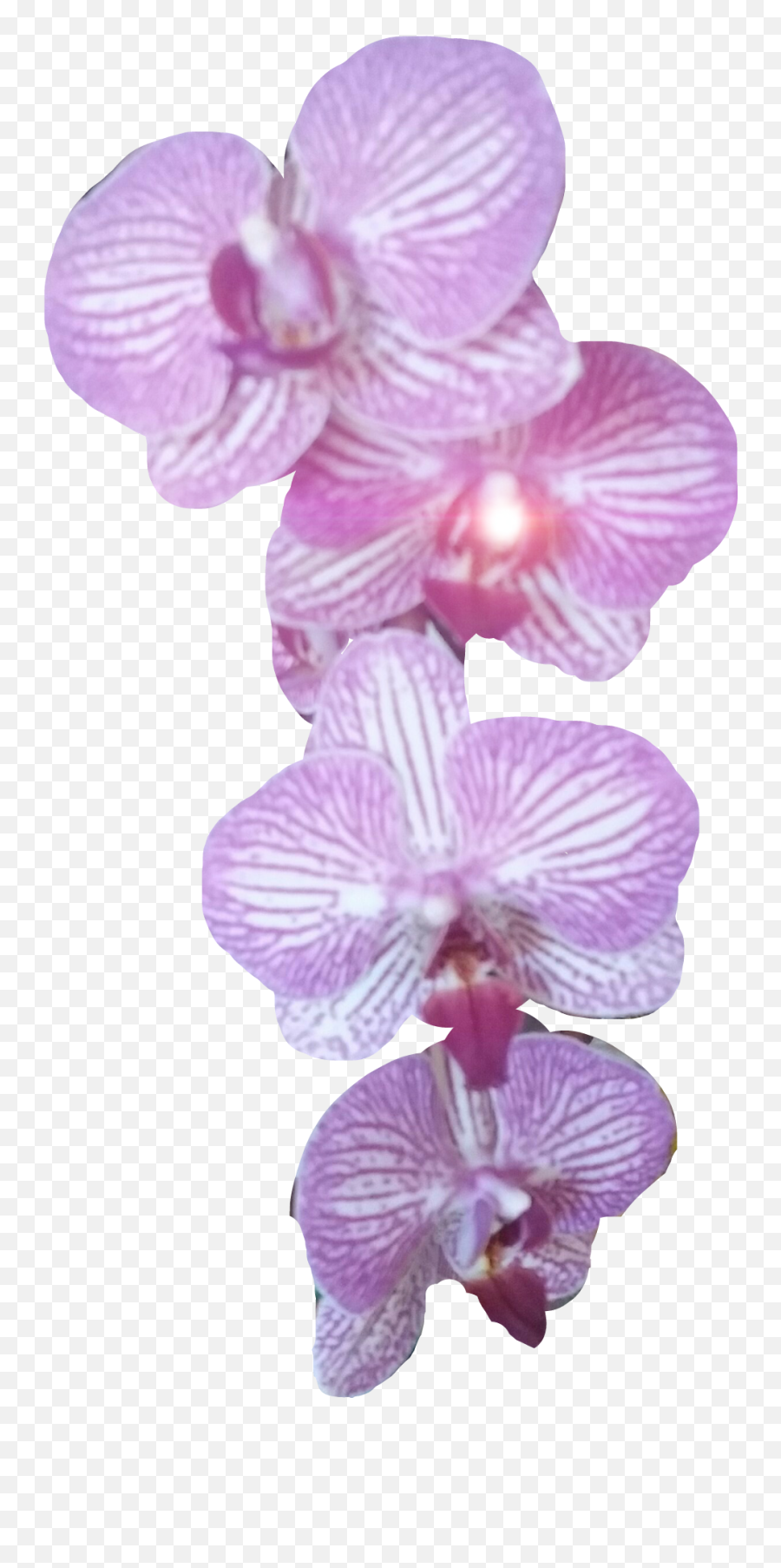 Orchid Roseorchid - Phalaenopsis Sanderiana Emoji,Orchid Emoji