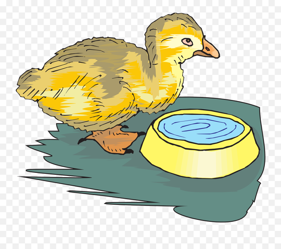 Ducklingbabybirdyellowsmall - Free Image From Needpixcom Bird Drinking Water Clip Art Emoji,Baby Chick Emoji