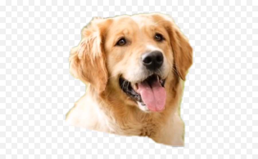 Pets Freetoedit - Small Lab Dog Emoji,Golden Retriever Emoji