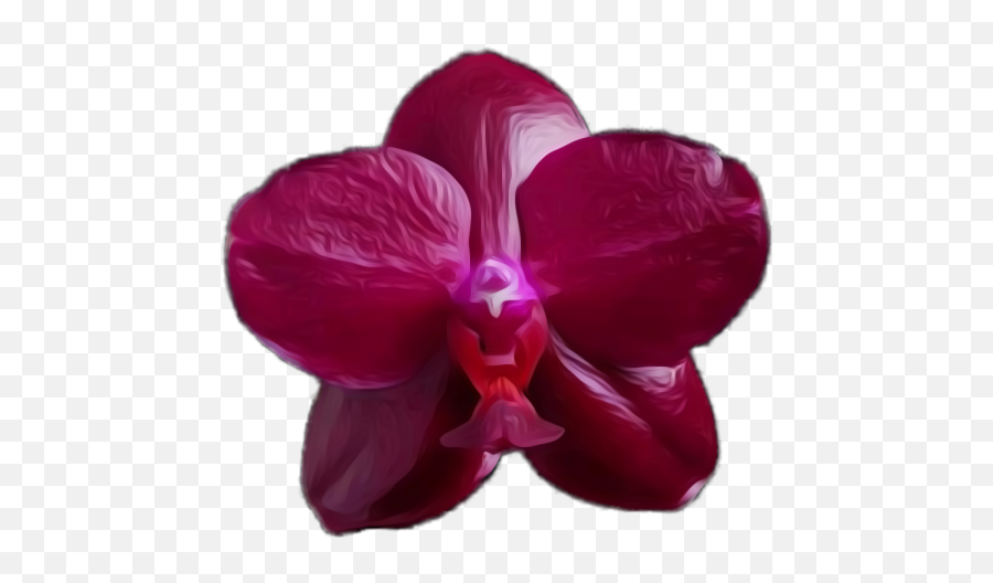 Phalaenopsis Orchid Orchids Orchidaceae - Moth Orchid Emoji,Orchid Emoji