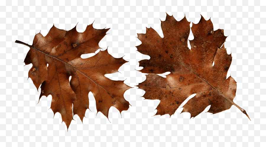 Download Autumn Png Leaf Hq Png Image - Brown Autumn Leaf Png Emoji,Autumn Leaf Emoji