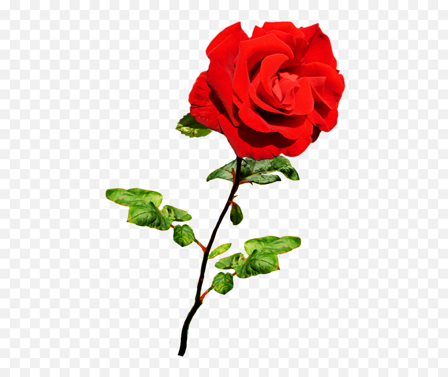 Free Dead Flowers Png Download Free - Rose Valentine Png Emoji,Dying Rose Emoji