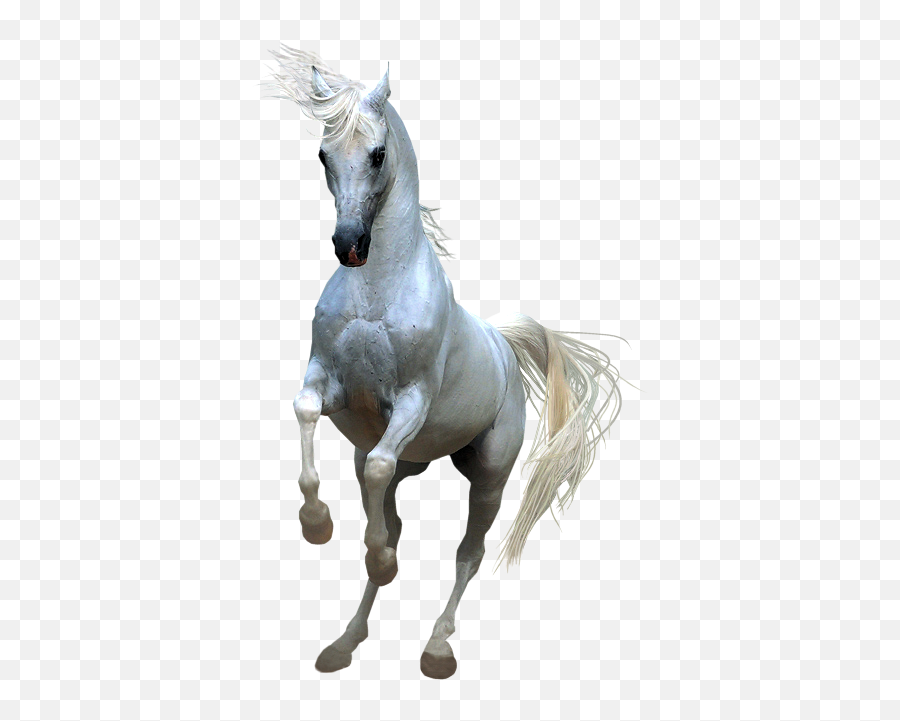 Clip Art - White Horse Png Transparent Emoji,Horse Muscle Emoji