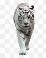 Tiger Lion White Tiger - White Tiger Hd Png Emoji,White Tiger Emoji