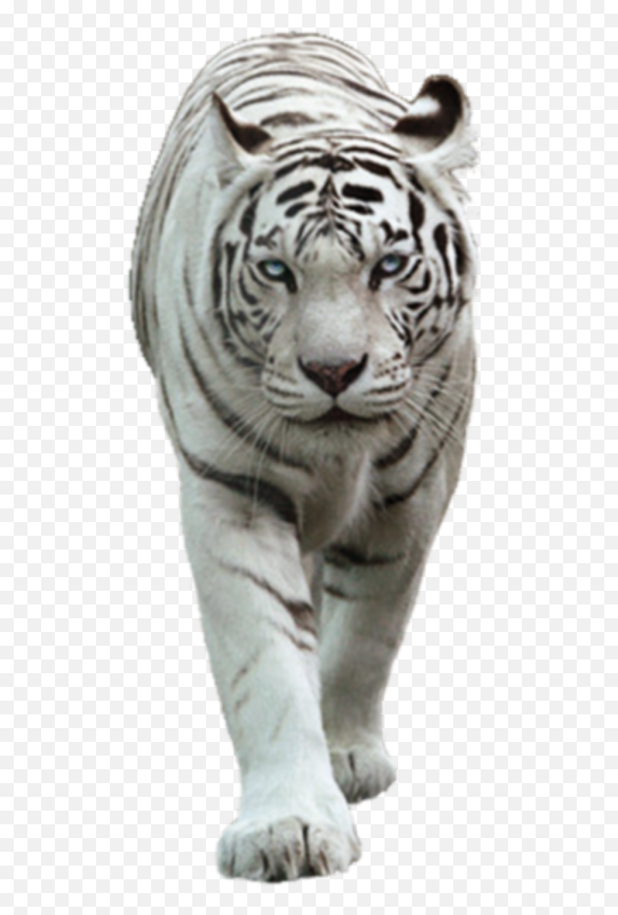 Tiger Lion White Tiger - White Tiger Hd Png Emoji,White Tiger Emoji