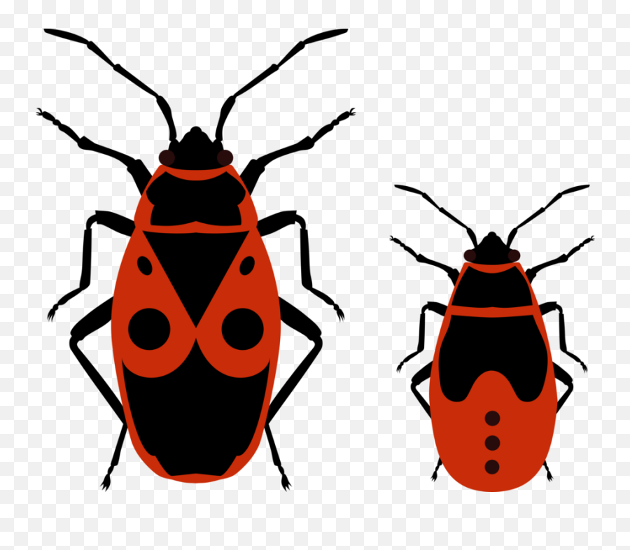 Drawing Bugs June Bug Transparent Png - Red Firebug Emoji,Bug Emojis