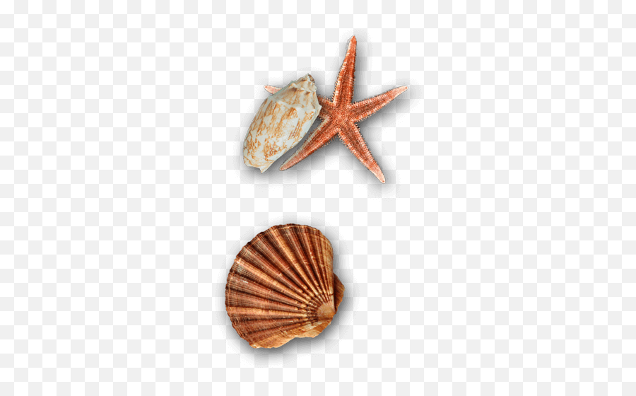 Coastal Aesthetics - Shell Emoji,Clam Shell Emoji