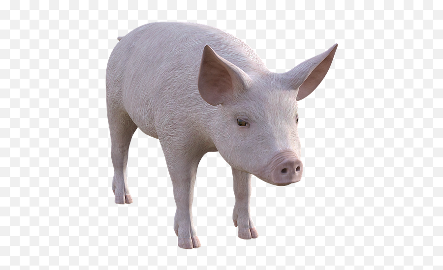 Pig Farm Piglet - Lechón Png Emoji,Pig Money Emoji