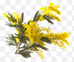 Mimosa Flowers Womansday Spring - Fleur Mimosa Emoji,Mimosa Emoji