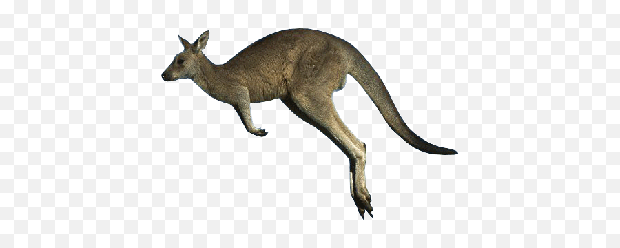 Kangaroo Png Images Free Download - Kangaroo Kicking Transparent Background Emoji,Kangaroo Emoji