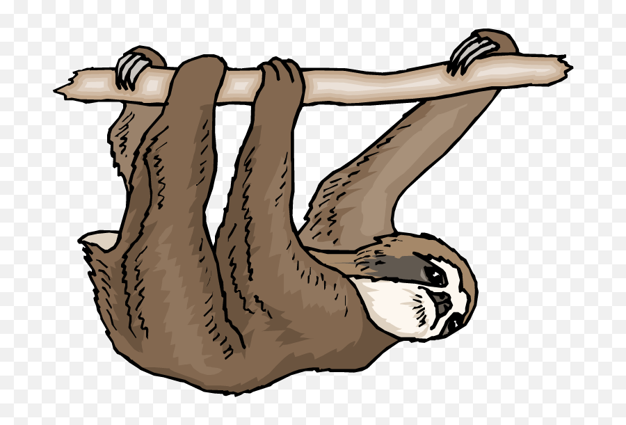 Wild Animals And Insects - Baamboozle Sloth Clipart Gif Transparent Emoji,Upside Down Ok Sign Emoji