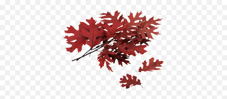 Free Png Images - Dlpngcom Identification Oak Trees In Nc Emoji,Autumn Leaf Emoji