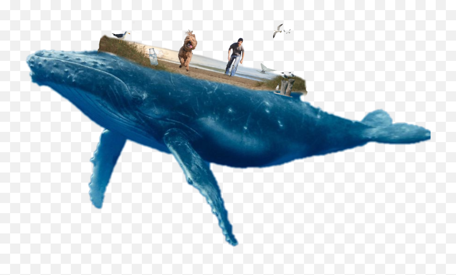 Whale Whales Sticker By N4varre - Humpback Whale Emoji,Whale Emoji Text