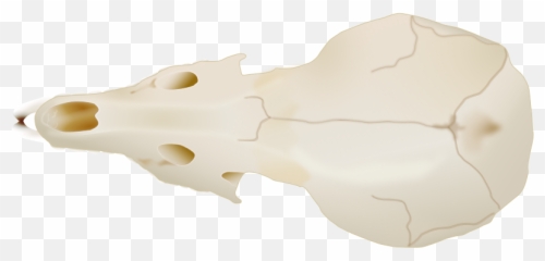Sorex Bendirii Skull Top - Rifle Emoji