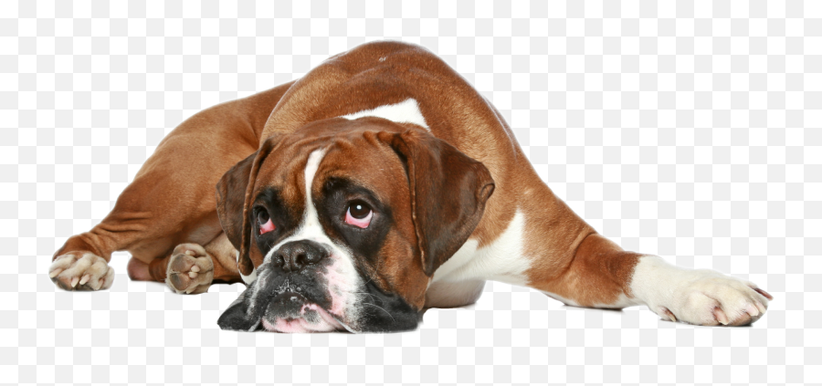 Boxer Dog - Transparent Background Boxer Dog Png Emoji,Boxer Dog Emoji