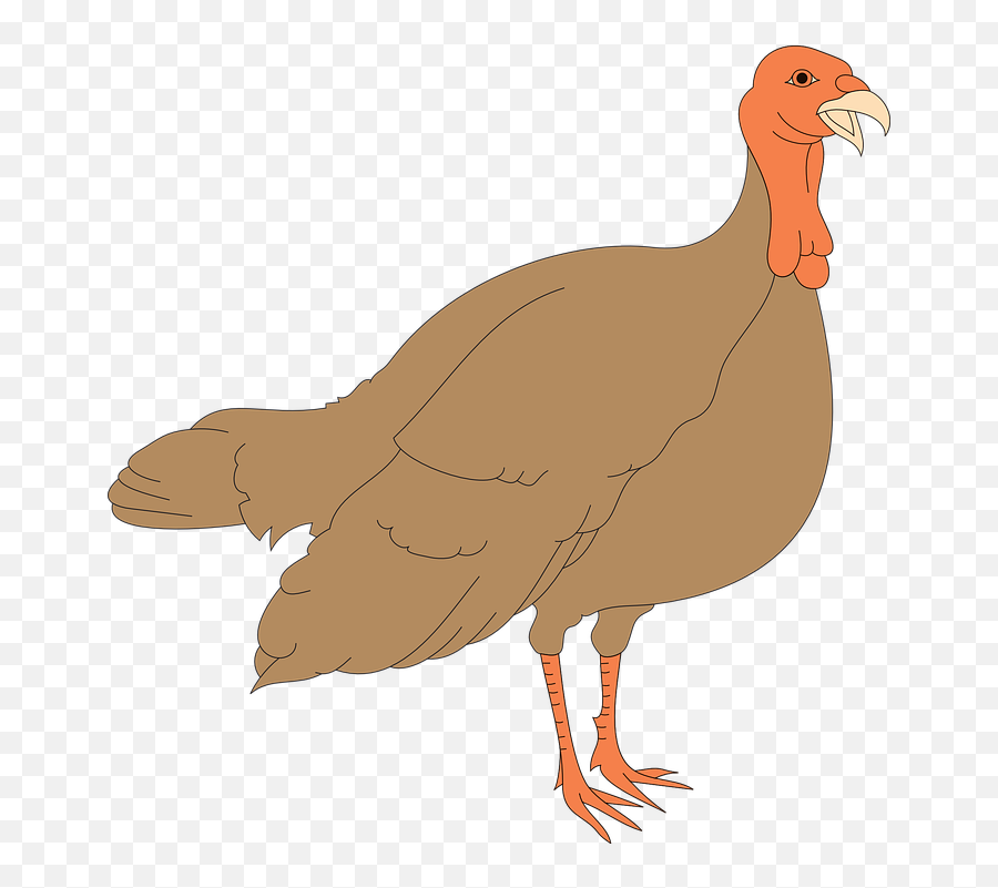 Turkey Bird Animal - Turkey Hen Clipart Emoji,Duh Emoji Face