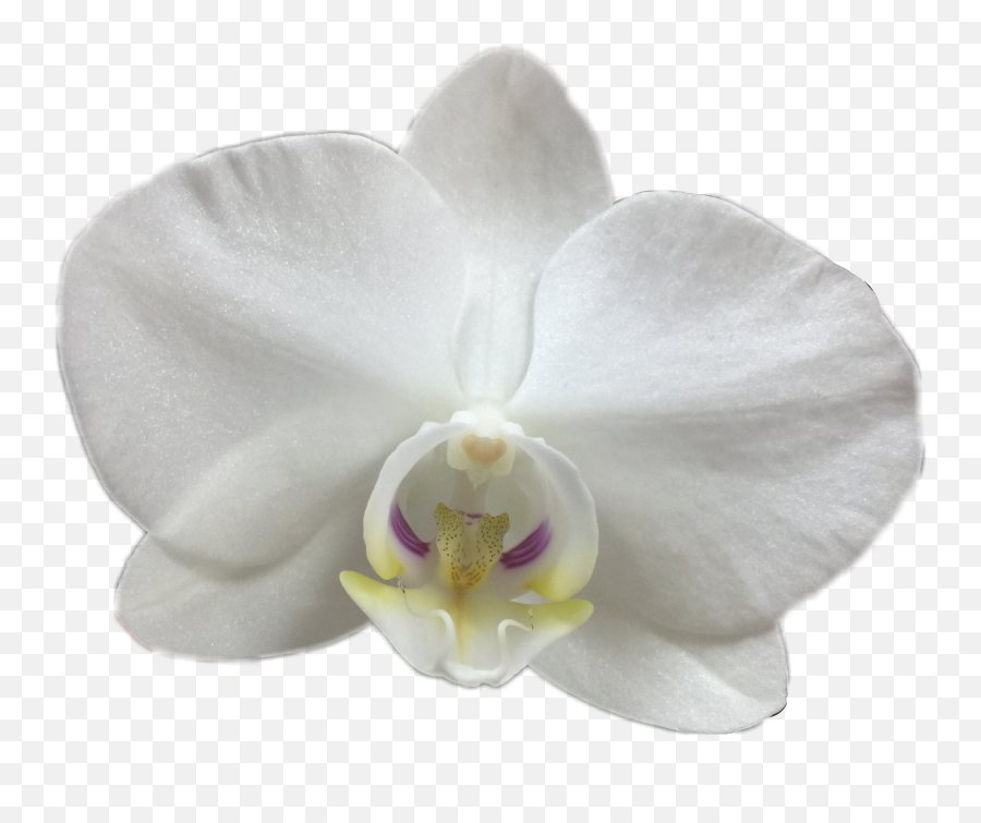 Orchid Witeorchid Witeflower Wite - Phalaenopsis Sanderiana Emoji,Orchid Emoji