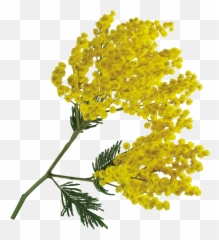 Lucymy Flowers Flowerslucymy Mimosa - Illustration Emoji,Mimosa Emoji