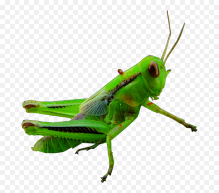 Edit - Bichos Con Nombres Meme Emoji,Grasshopper Emoji