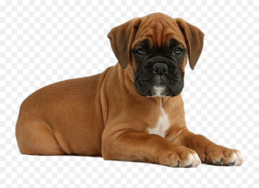 Dog Boxer Puppy - Baby Boxer Emoji,Boxer Dog Emoji