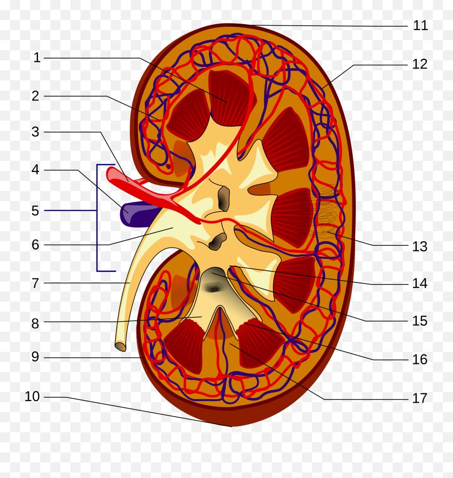 Kidneystructures Piom - Kidney Anatomy Fill In The Blank Emoji,Pyramid Emoji