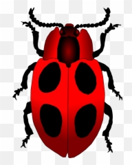 Download Free Png Ladybug - Dlpngcom Ladybird Beetle Emoji,Ladybug Emoji