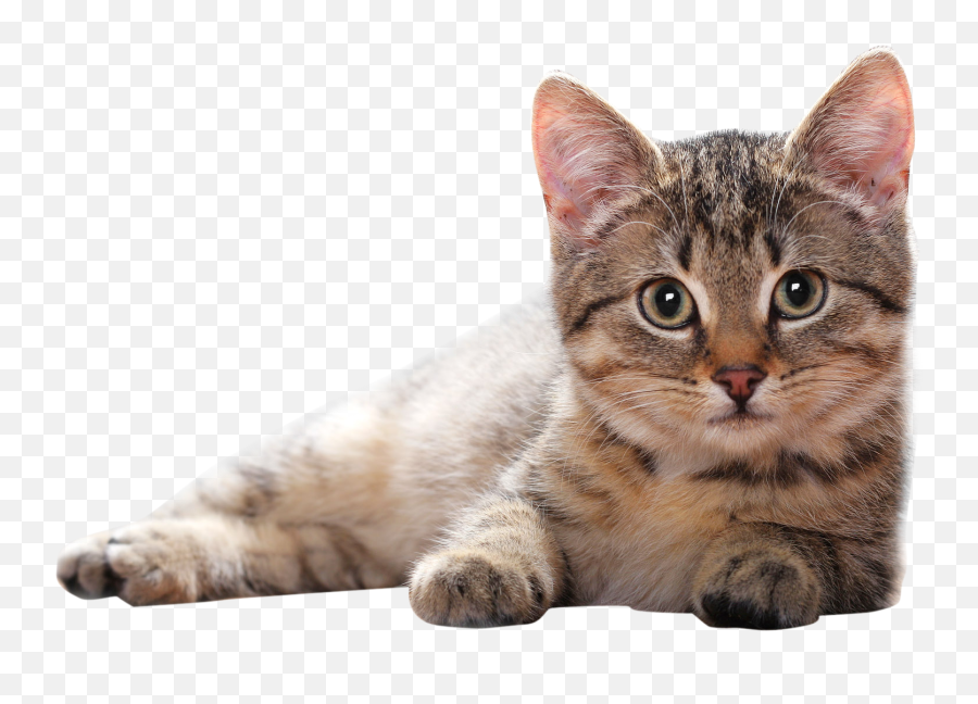 Download Lying Cat Png Png Image For Free - Transparent Background Cat Png Emoji,Lying Emoji