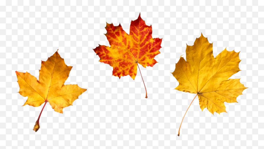 More Autumn Leaves Fall Thanksgiving Decoration Overlay - Maple Leaf Emoji,Autumn Leaf Emoji