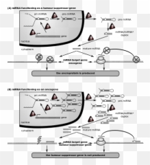 Role Of Mirna In A Cancer Cell - Microrna Emoji