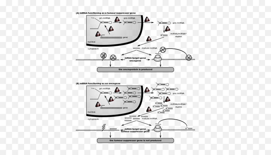 Role Of Mirna In A Cancer Cell - Microrna Emoji,Emojis Are Cancer