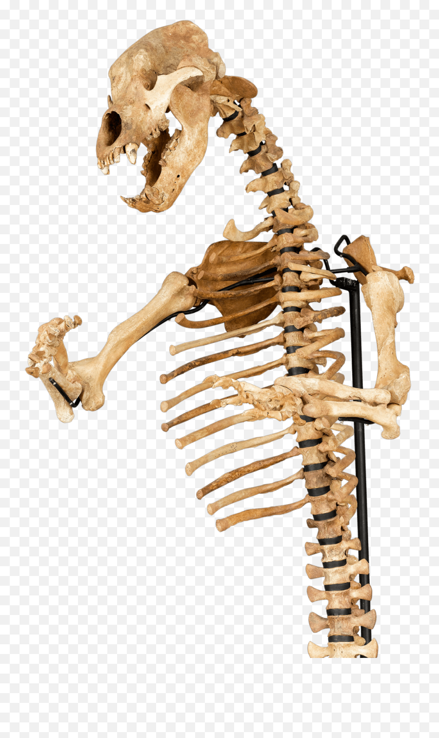 Animal Skeleton Transparent Png - Cave Bear Cub Skull Emoji,Turtle Skull Emoji