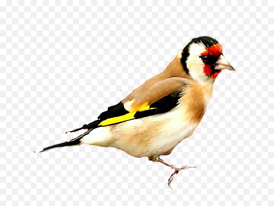 Bard - Black Red Beautiful Bird Emoji,Finch Emoji