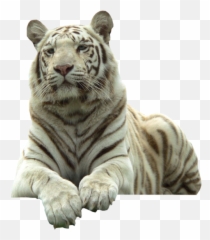 White Tiger - White Tiger Png Emoji,White Tiger Emoji