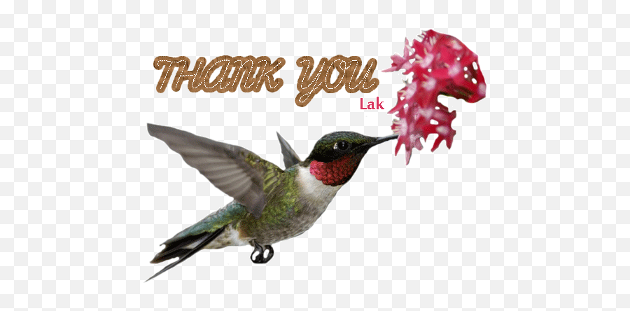 Laks Piclicious World13new Thd Opnpage 23 - Hummingbird On Flower Png Emoji,Hummingbird Emoji