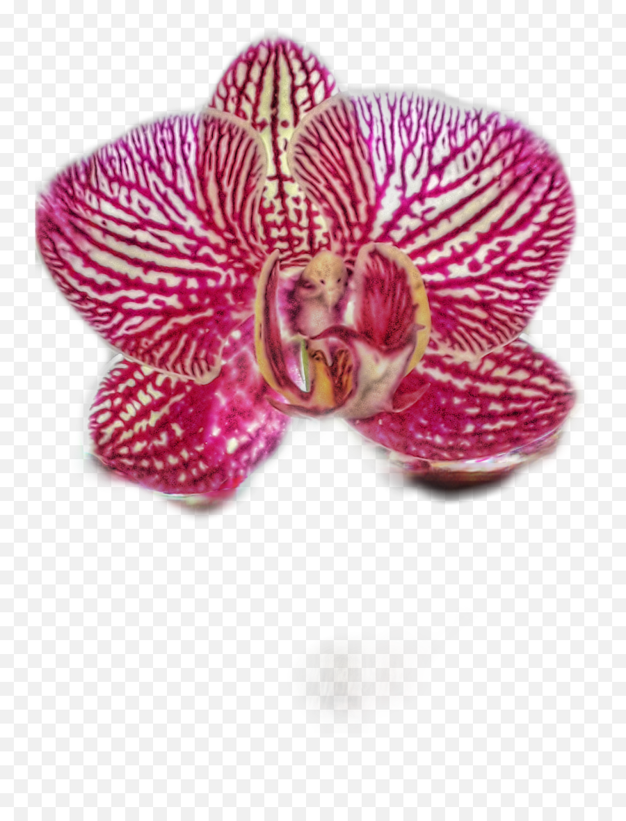 Orchid Phalaenopsis - Moth Orchid Emoji,Orchid Emoji