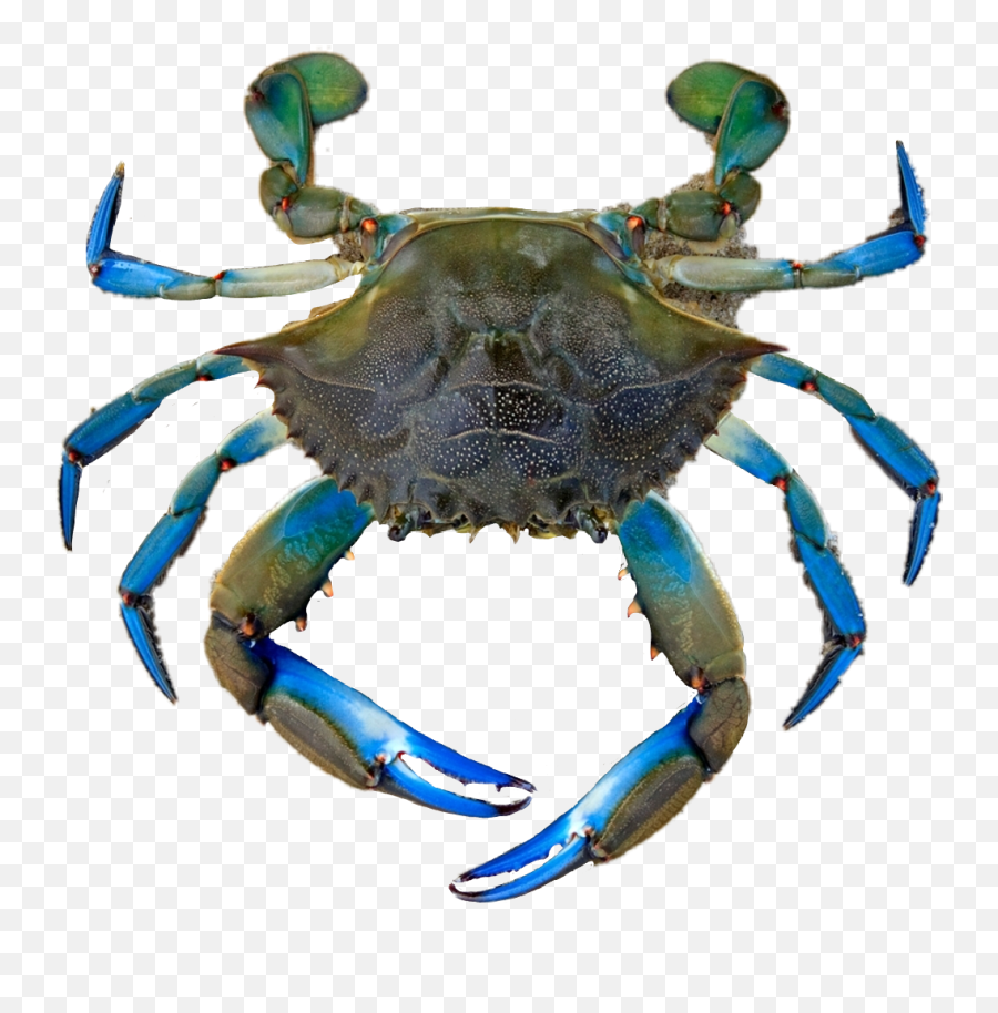 Crab - Chesapeake Blue Crab Emoji,Crab Emoji Meme