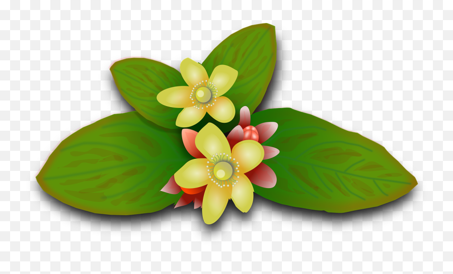 St Johns Wort Plants Flowers Floral Flowery - Plantsflowers Logo Png Emoji,Harley Davidson Emoji