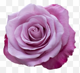 Emotion Roses Pink Purple Free Pictures Free Photos - Wallpaper Emoji,Shy Emoticon
