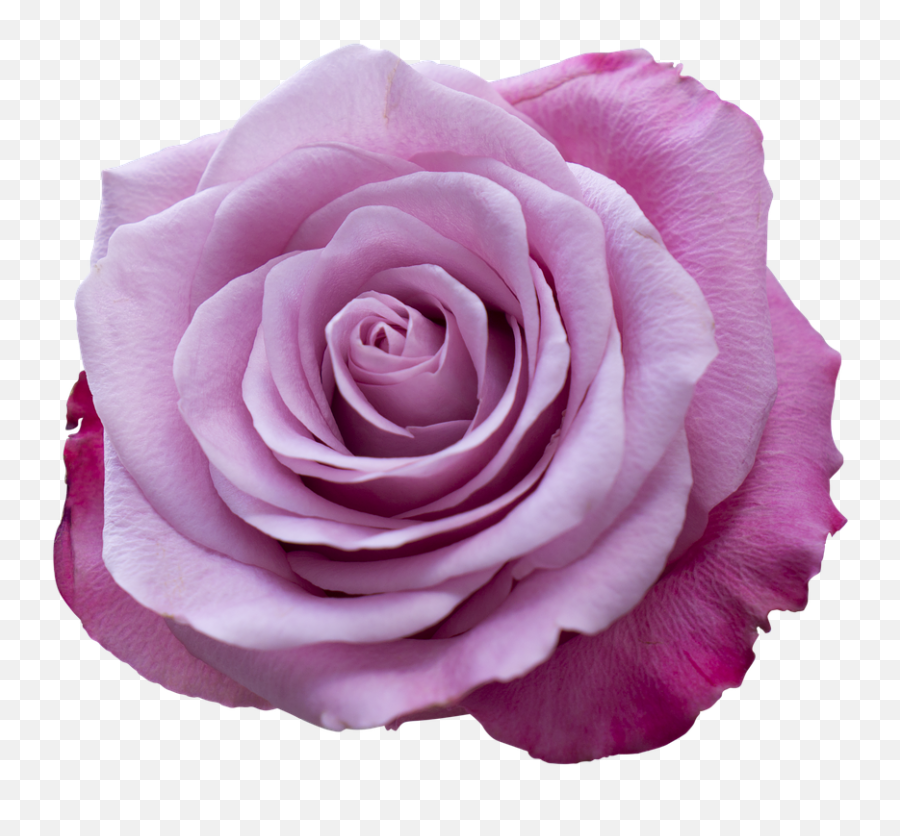 Emotion Roses Pink Purple Free Pictures Free Photos - Wallpaper Emoji,Shy Emoticon