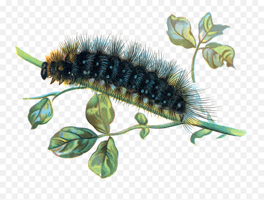 Worm Caterpillar Butterfly Fuzzy Terrieasterly - Real Caterpillar Transparent Background Emoji,Caterpillar Emoji