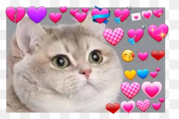 Gatos Con Corazones Stickers For Whatsapp - Meme Cat Cheeks Emoji,Cat Heart Emoji Meme