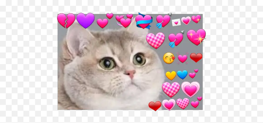 Gatos Con Corazones Stickers For Whatsapp - Meme Cat Cheeks Emoji,Cat Heart Emoji Meme