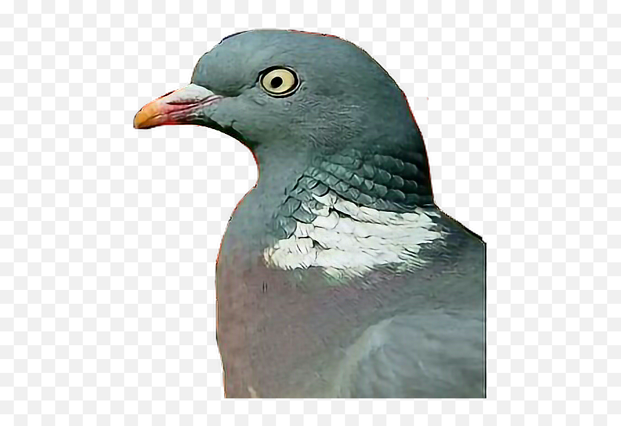 Pigeon Bird Birds Grey London England Feather Feathere - Stock Dove Emoji,Pigeon Emoji
