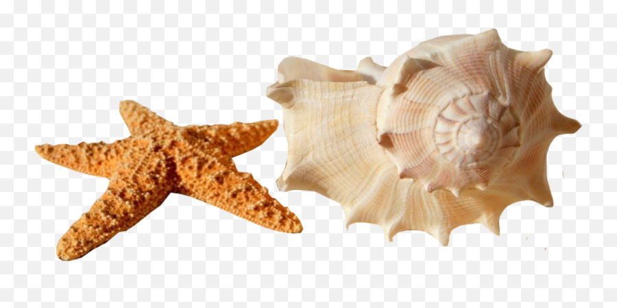 Starfish Shell Psd Official Psds - Transparent Starfish With Shells Emoji,Starfish Emoji
