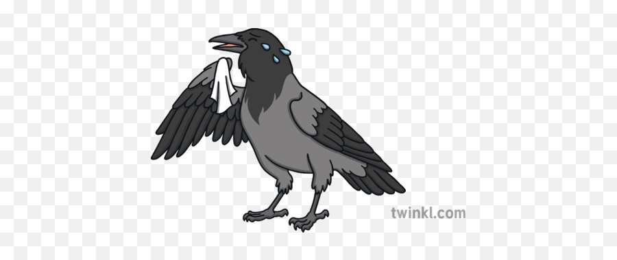 Crying Hooded Crow Bird Corvid Emotions Tears Ks1 - American Crow Emoji,Crow Emoji
