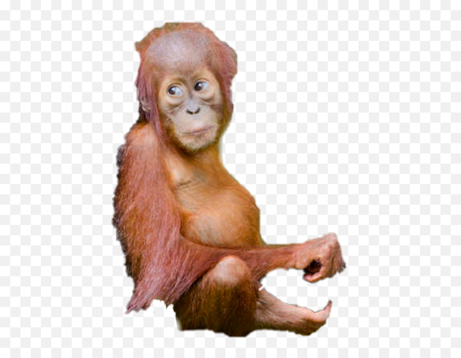 Orangutan - Orangutan Emoji,Orangutan Emoji