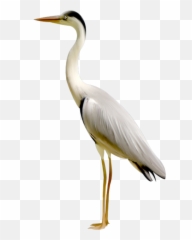 Crane - Crane Png Bird Emoji,Crane Emoji