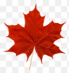 Picture - Maple Leaf Emoji,Canadian Emoji