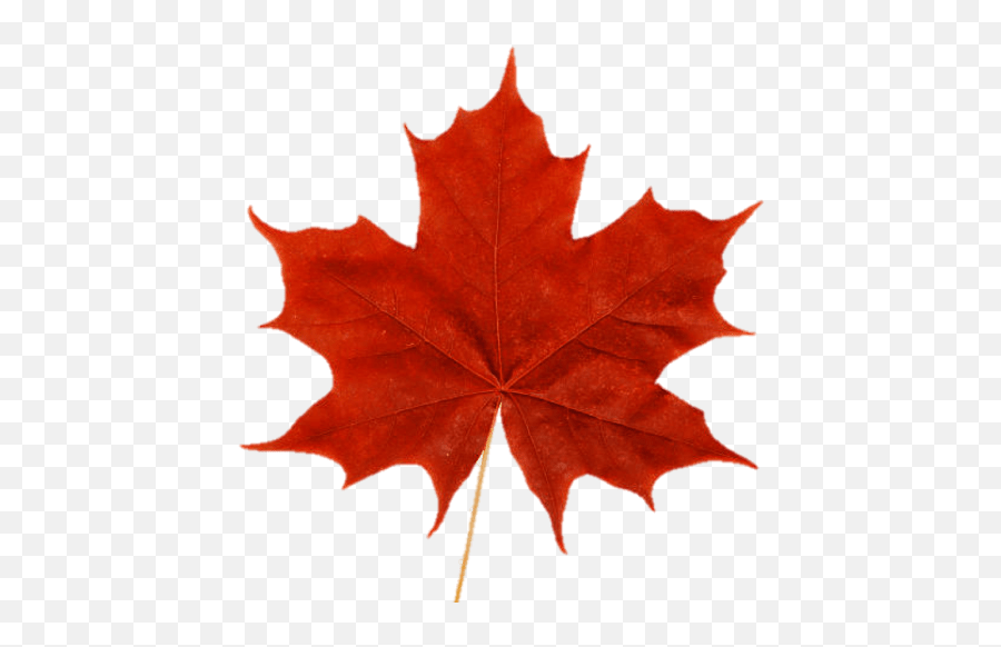 Picture - Maple Leaf Emoji,Canadian Emoji